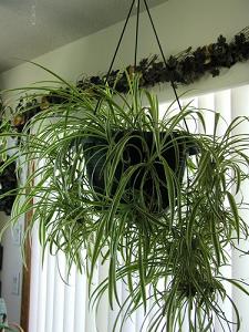 spider plant-air-purifying plants, Milford, Northbridge MA